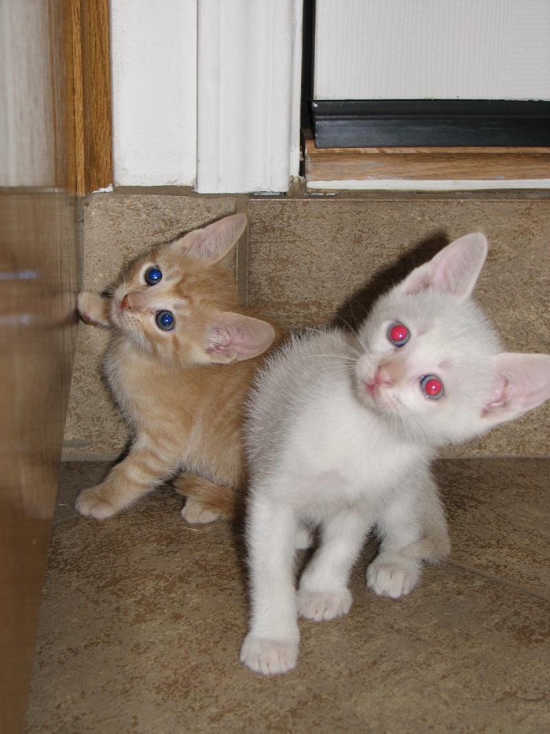 2009/09(September)/New_Kittens/800x600_20100206 438.JPG